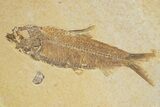 Pair Of Fossil Fish (Knightia) - Wyoming #318568-1